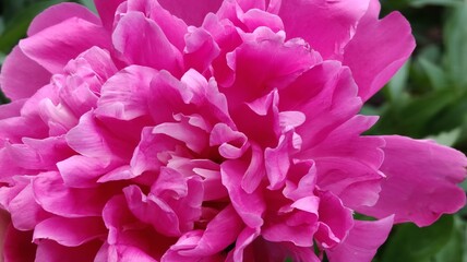 beautiful peony flowers in the garden