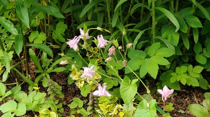 beautiful flowers in the garden