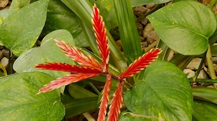 beautiful flowers in the garden © MARIA