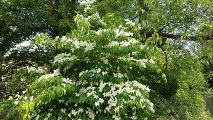 beautiful flowers in the garden © MARIA