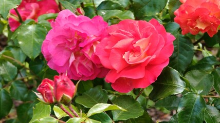 beautiful pink roses in the garden