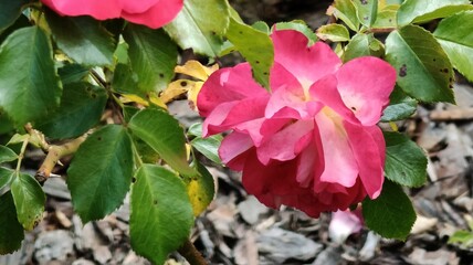 beautiful pink roses in the garden © MARIA