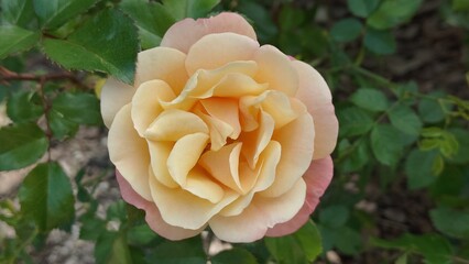 beautiful pink roses in the garden © MARIA