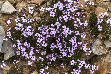 Dense clumps of delicate light purple and lilac flowers with dark centers. Growing among rocks,...