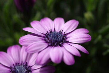 kwiat, fiolet, lato, flower, purple, summer