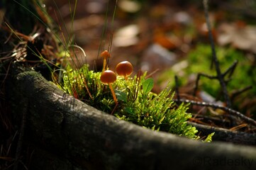grzyby leśne, runoleśne, podszyt, forest mushrooms, runoleaf, undergrowth