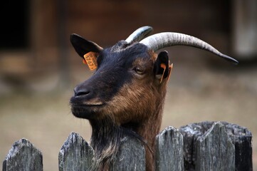 koza, wieś, goat, village