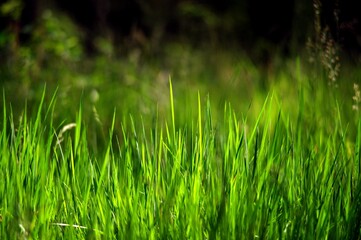 trawy, tapeta, letnia łąka, grasses, wallpaper, summer meadow