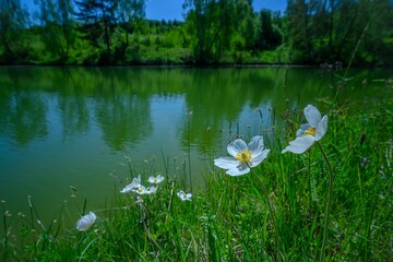 White wild anemone flowers (Anemone sylvestris) blooming on a green riverbank with calm water and forest in the background. Peaceful spring landscape with fresh greenery and natural beauty.