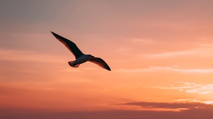 夕焼け空を優雅に飛ぶ鳥のシルエット