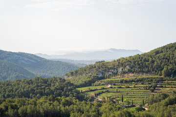 Morning light over terraced vineyards and forested hills, showcasing natural beauty and tranquility.