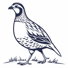 dove isolated on white