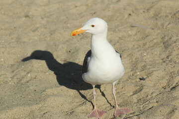 seagull on the beach