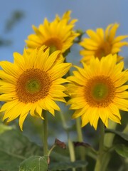 sunflower in the field