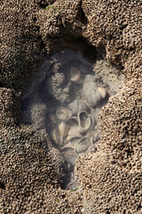 coral porous stone with a cavity in which shells are located, background