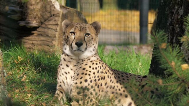 Cheetah. Latin name - Acinonyx jubatus.