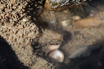 coral porous stone with a cavity in which shells are located, background