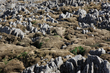 porous reef sea stones with indentations, macro, background