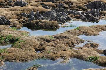 porous reef sea stones with indentations, macro, background