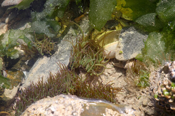 rocky bottom and seaweed, visible through water, background