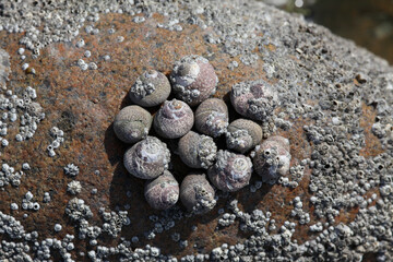 a round stone with shells on it, background