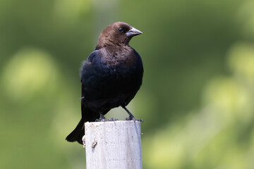 Brown-headed Cowbird Molothrus ater male sitting  on a post