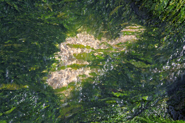 stones heavily overgrown with green algae in a stream