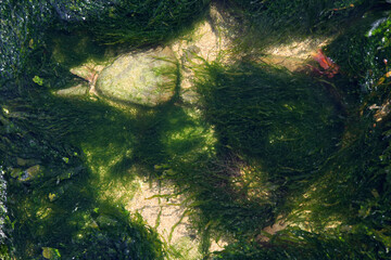 stones on the bottom, green algae, background