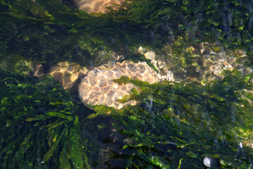 stones heavily overgrown with green algae in a stream
