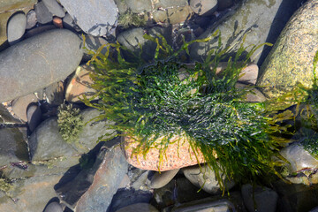 stones on the bottom, green algae, background