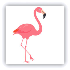 Horizontal banner with two beautiful colorful toucan birds (Ramphastidae) on a branch in a rainforest. Couple of toucan bird and leaves of tropical plants on sunny background. Copy space for text