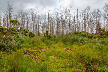 Exposure of the Eucalyptus Forest and surrounding full native plants and a great diversity of...
