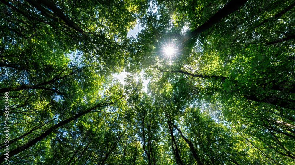 Poster sunlight filtering through leaves in a lush tree canopy, creating a serene natural atmosphere