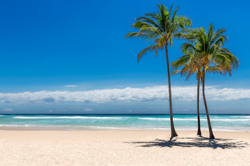 Sunny tropical sandy beach with coco palms and the turquoise sea in Caribbean island.
