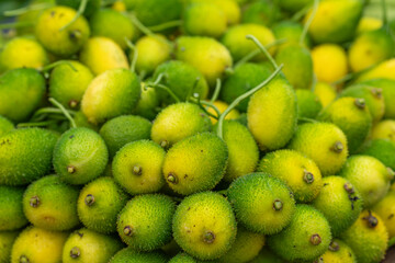 Vibrant green spine gourds, also known as Kakrol, freshly harvested from the garden. Spine gourd, Momordica dioica, kantola, kantoli, bhat karela and kakaura, a very healthy vegetable close up. 