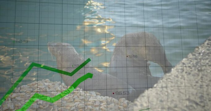 Second sea lion climbing from water and joining resting mate as grid and charts animating trends