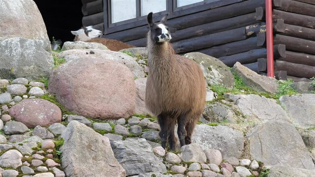 The llama. Latin name - lama glama
