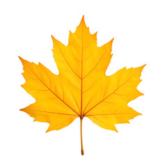 Obraz premium Yellow maple leaf isolated on white background 