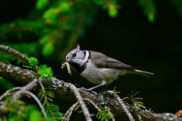 Haubenmeise mit erbeuteter Raupe im Schnabel // Crested tit with a caterpillar in its beak  (Lophophanes cristatus)