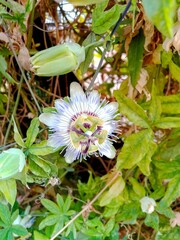 Passiflora or Passion flower close up