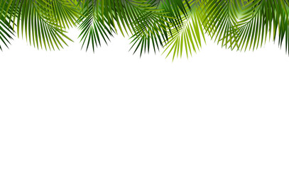 Green Palm Branch With White Background