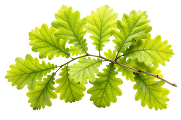 Fototapeta premium Fresh green oak leaves branch isolated on transparent background