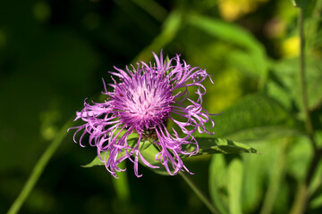 Flower of Centaurea jacea or brown knapweed, a weed plant of the Asteraceae family, or compound flowers in the mountains of North Caucasus on a sunny summer day, Dombay, Karachay-Cherkessia, Russia