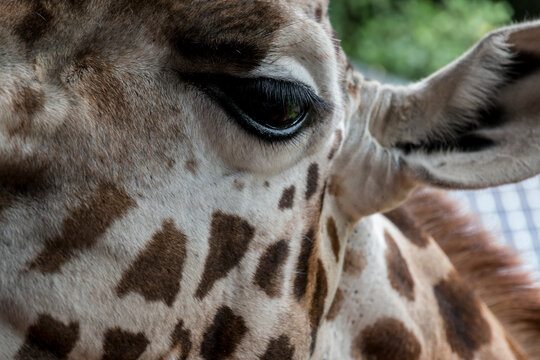 Africa, Kenya, Langata, Nairobi. African Fund for Endangered Wildlife Kenya's NGO center for the protection of endangered Rothschild giraffe, native to the grasslands of East Africa.