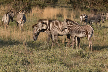 Obraz premium Africa, Kenya, Samburu National Reserve, Grevy's Zebra.