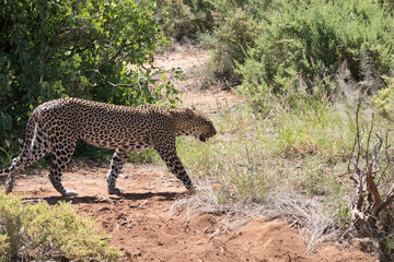 Africa, Kenya, Samburu National Reserve. African leopard in grasslands.
