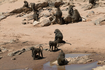 Africa, Kenya, Samburu National Reserve. Olive baboon at water hole.