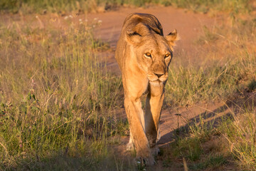 Africa, Kenya, Rift Valley Province, Samburu National Reserve. Lioness at sunset.