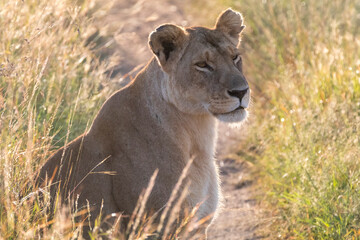 Naklejka premium Kenya, Masai Mara National Reserve. African Lion female.