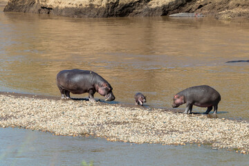 Africa, Kenya, Masai Mara National Reserve, Mara River. Hippopotamus mother, father and baby.
